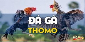 Đá gà - Game kết nối đam mê của những người cá cược