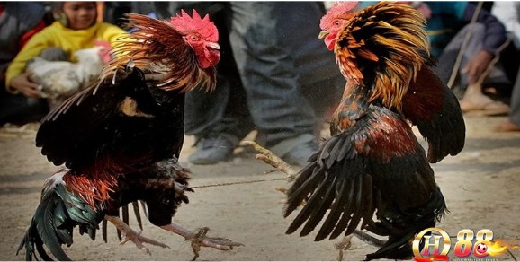 Các thế đá của gà chọi căn bản mà bạn cần biết