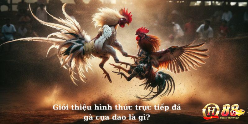 Cách chơi đá gà cựa dao philippines – Hướng dẫn chi tiết