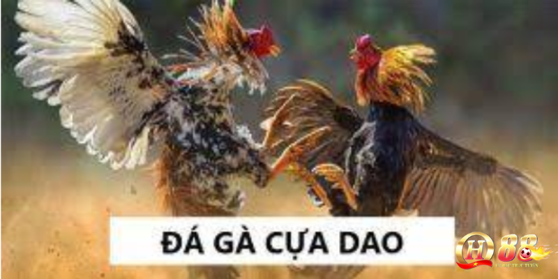 Cách chơi đá gà cựa dao philippines – Hướng dẫn chi tiết