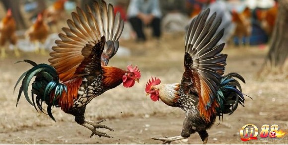 Các thế đá của gà chọi căn bản mà bạn cần biết