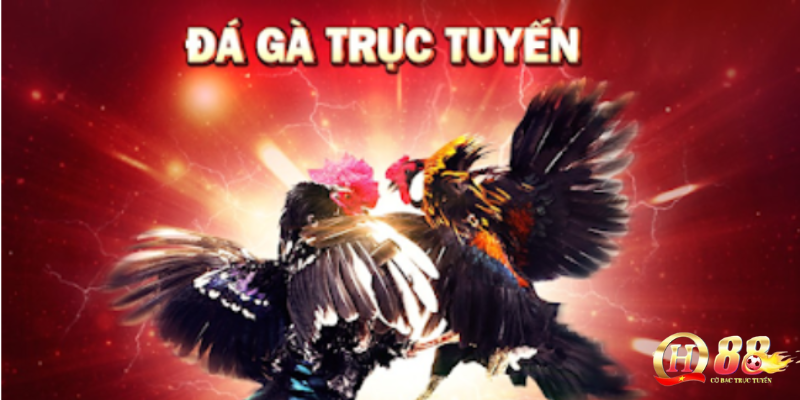 Cách chơi đá gà cựa dao philippines – Hướng dẫn chi tiết