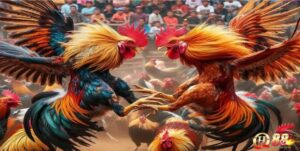 Đá gà - Game kết nối đam mê của những người cá cược