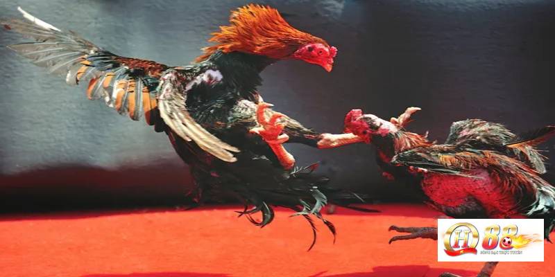 Đá gà - Game kết nối đam mê của những người cá cược