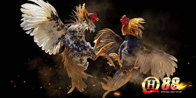 Cách chơi đá gà cựa dao philippines – Hướng dẫn chi tiết