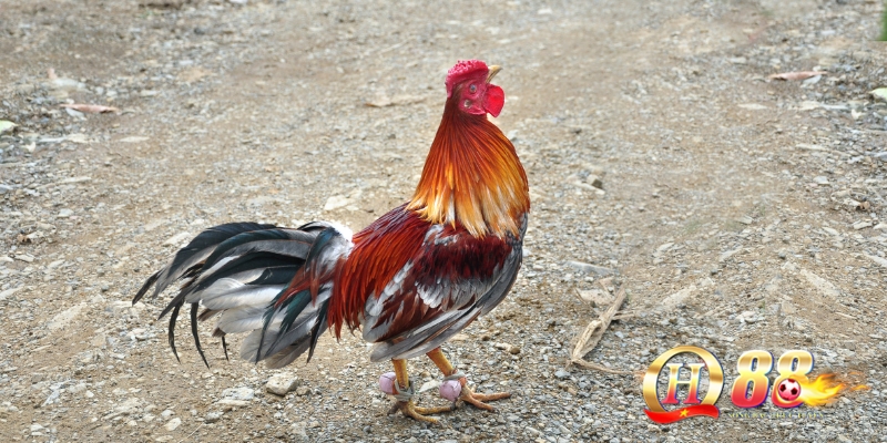 Màu lông gà nòi – Yếu tố quyết định vẻ đẹp chiến kê