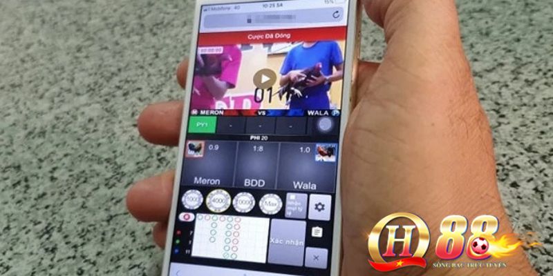 Bí quyết cách chọn gà chọi mái đẹp của các cao thủ