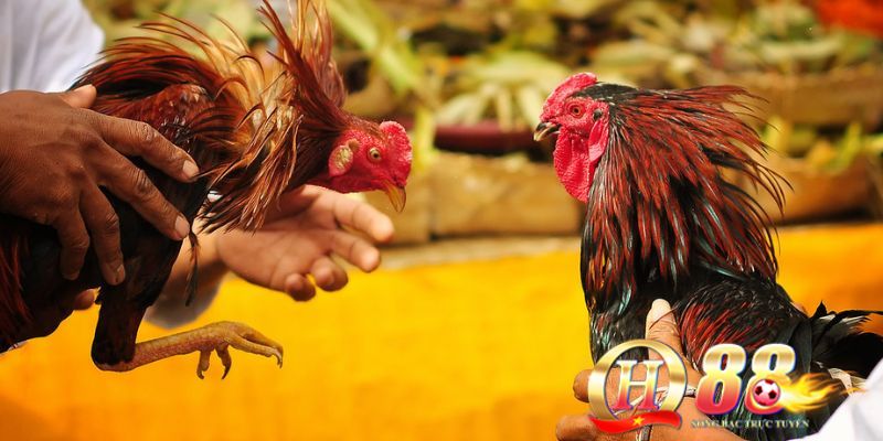Bí quyết cách chọn gà chọi mái đẹp của các cao thủ