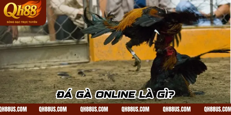 Đá Gà Online - Trải Nghiệm Giải Trí Đỉnh Cao Cho Tín Đồ Đam Mê Gà Chọi - QH88