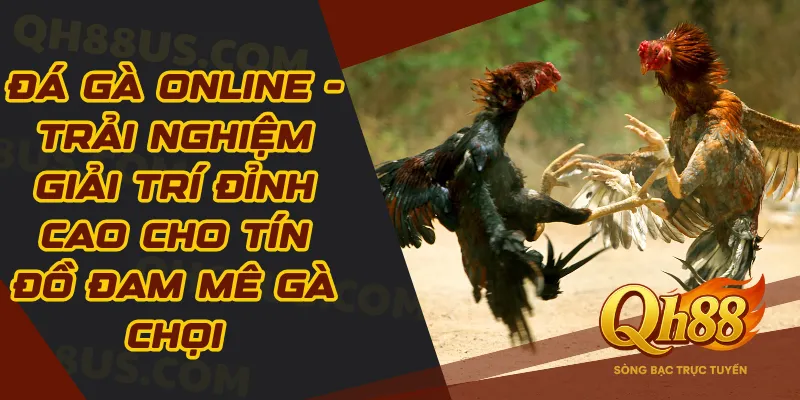 Đá Gà Online - Trải Nghiệm Giải Trí Đỉnh Cao Cho Tín Đồ Đam Mê Gà Chọi - QH88