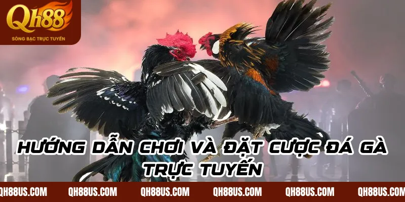 Đá Gà Online - Trải Nghiệm Giải Trí Đỉnh Cao Cho Tín Đồ Đam Mê Gà Chọi - QH88