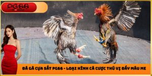 Đá Gà PG66