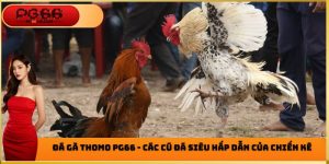 Đá Gà PG66