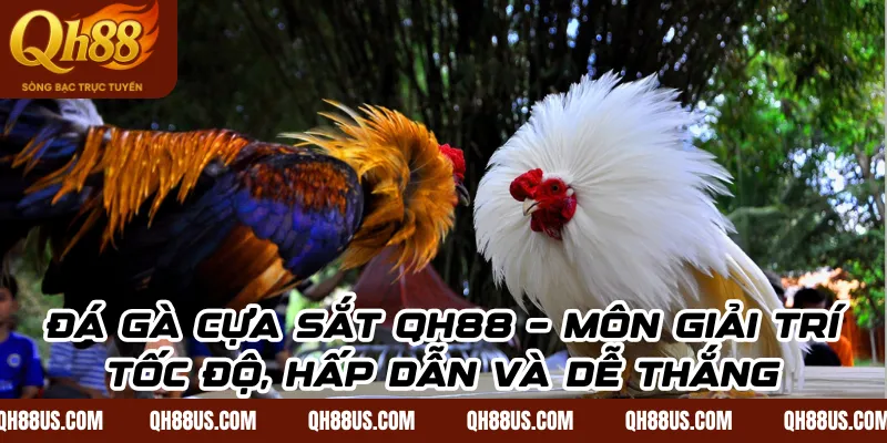 Đá gà cựa sắt Qh88: Mẹo bắt kèo chuẩn xác cho người mới - QH88