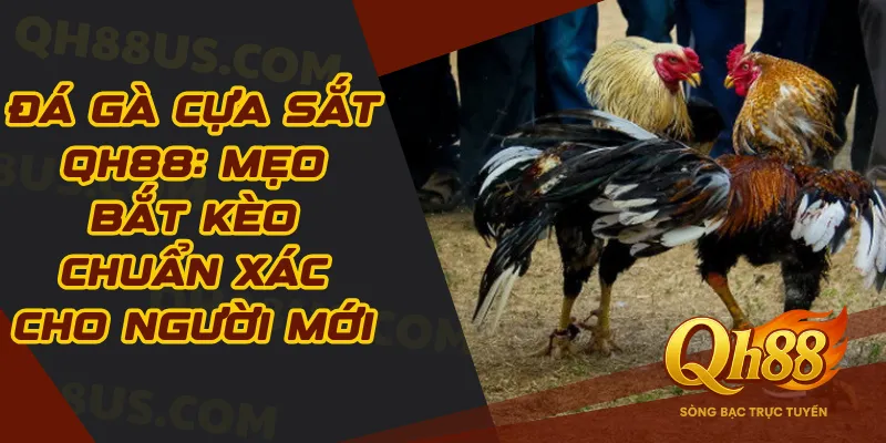 Đá gà cựa sắt Qh88: Mẹo bắt kèo chuẩn xác cho người mới - QH88