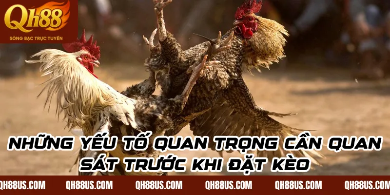 Đá gà cựa sắt Qh88: Mẹo bắt kèo chuẩn xác cho người mới - QH88
