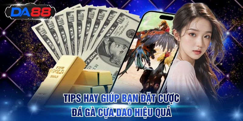 Quy Luật Đá Gà Cựa Dao Dễ Hiểu, Mẹo Cược Dễ Thắng Lớn