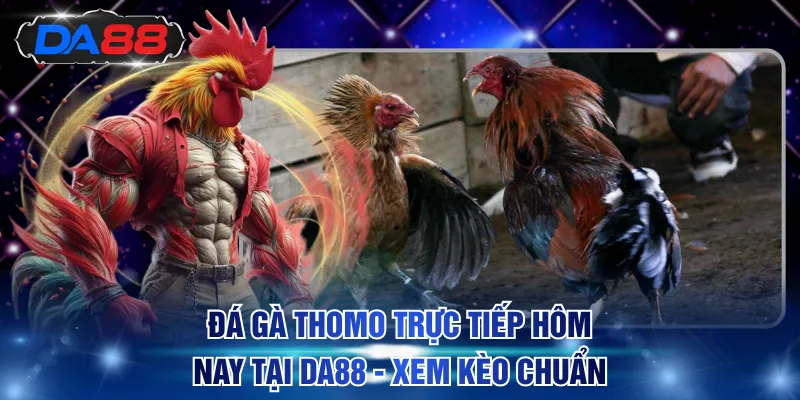 Đá Gà DA88 - Thỏa Mãn Đam Mê Xem Chọi Gà Trực Tiếp 24/7 - DA88