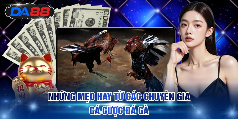 Giới Thiệu Đá Gà Cựa Sắt Và Gợi Ý 3 Mẹo Cá Cược Cực Hay