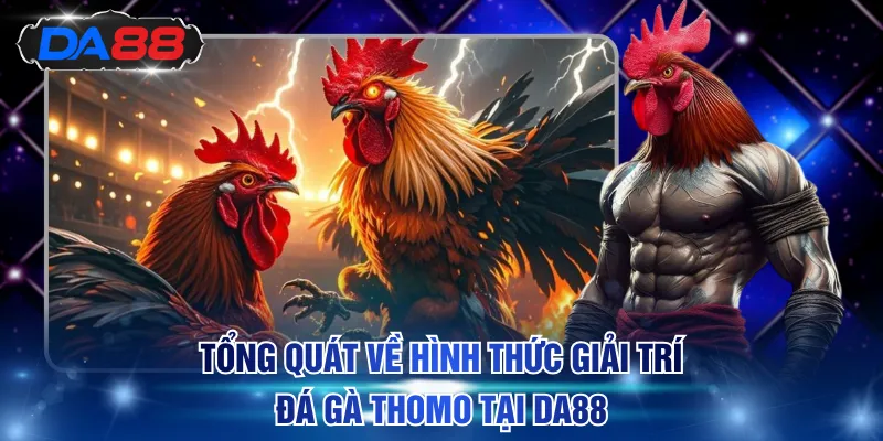 Đá Gà Thomo Trực Tiếp Hôm Nay Tại DA88 - Xem Kèo Cực Chuẩn