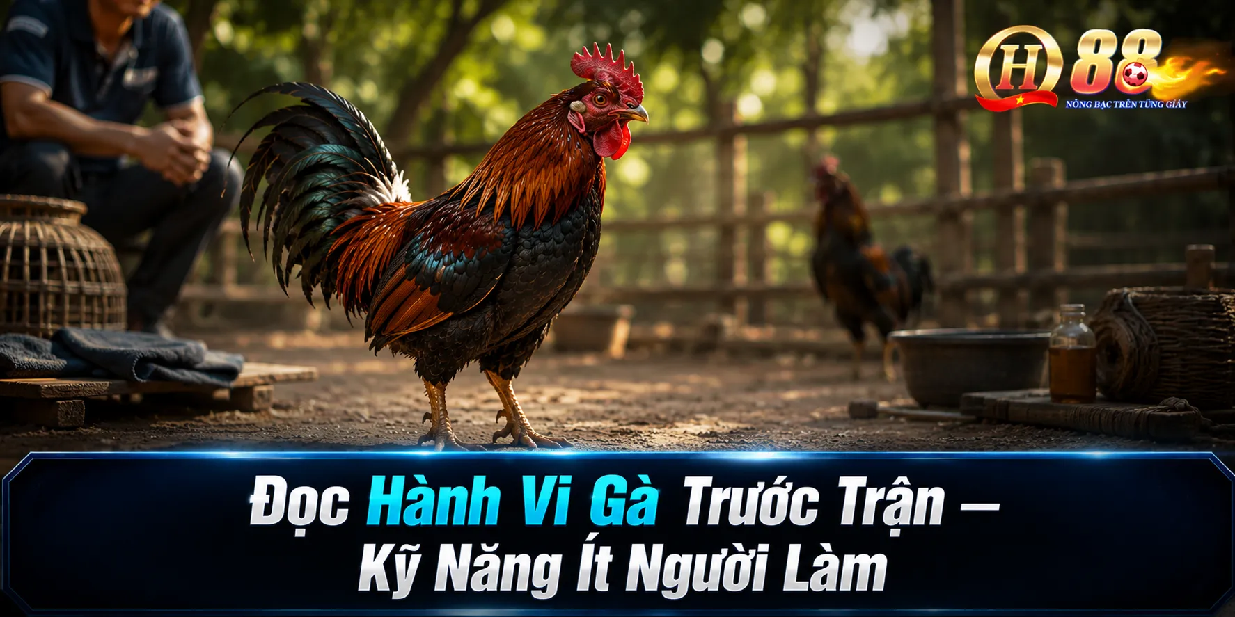 Cách Chọn Gà Tre Thợ Cựa Chuẩn Nhất Cho Người Mới Tại QH88 - QH88