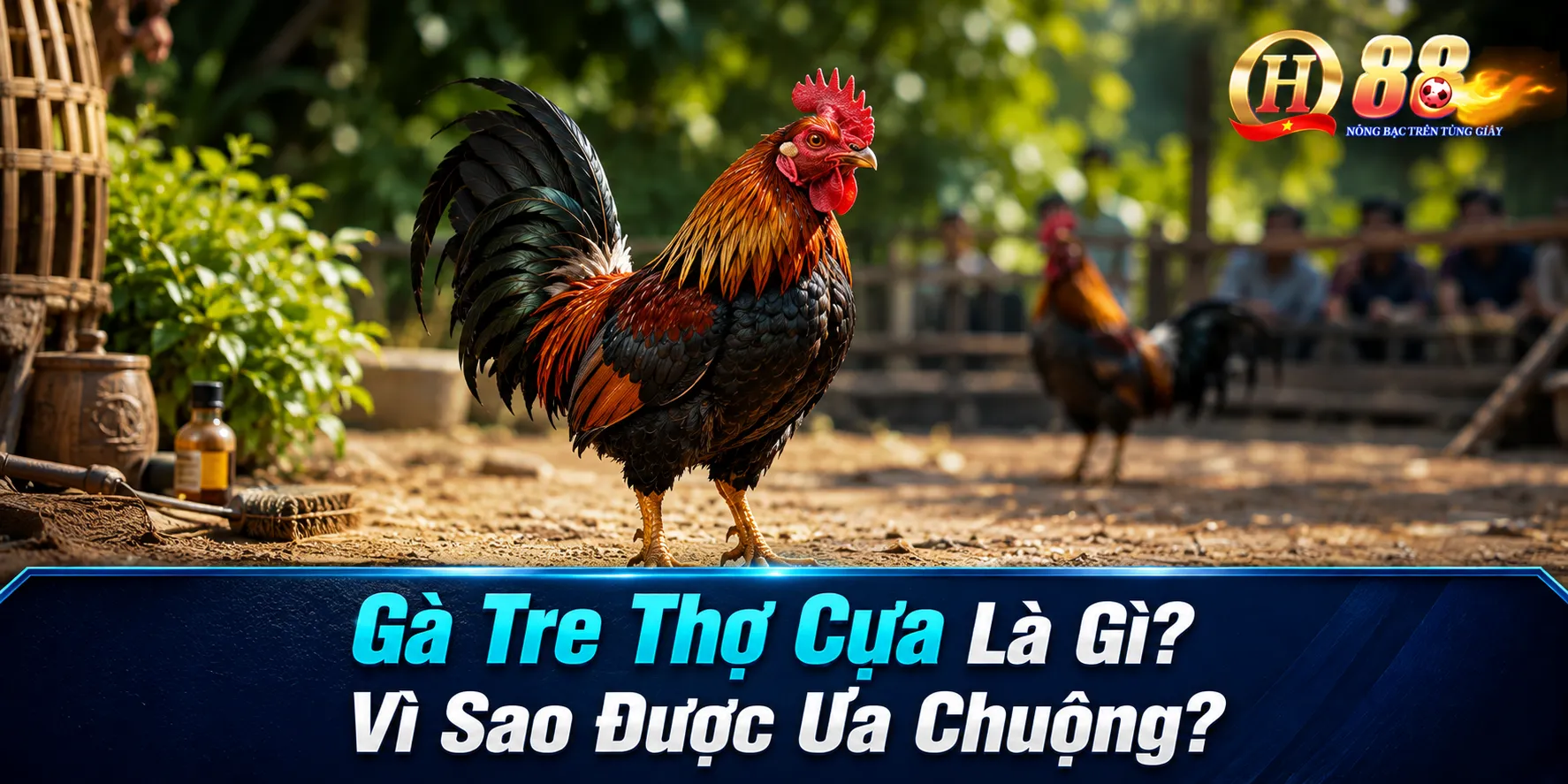 Cách Chọn Gà Tre Thợ Cựa Chuẩn Nhất Cho Người Mới Tại QH88 - QH88
